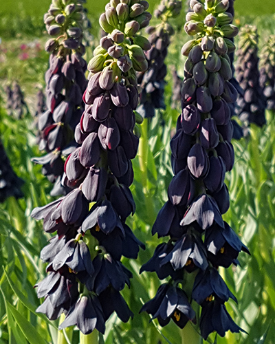Fritillaria velkokvetá persica Twin Towers Tribute 20/+, 10 kusov